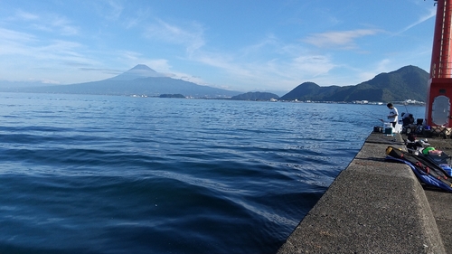 メジナの釣果