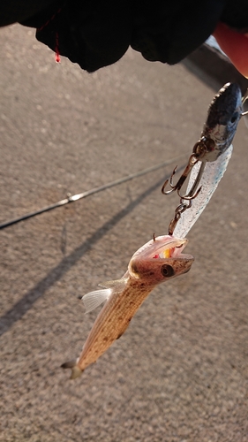 エソの釣果