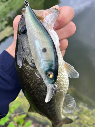 ブラックバスの釣果