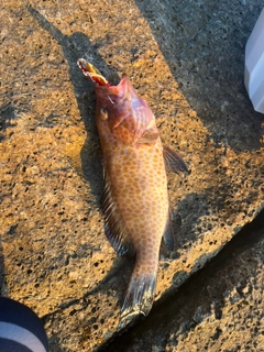 オオモンハタの釣果