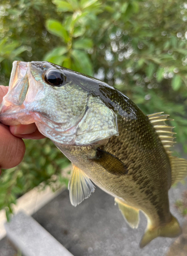 ラージマウスバスの釣果