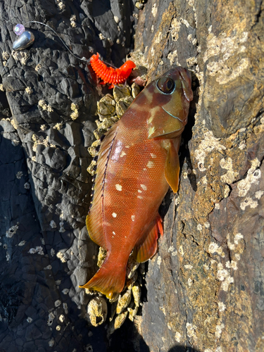 アカハタの釣果