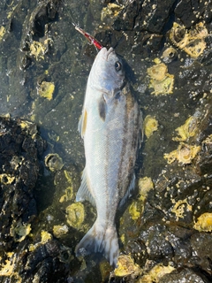 コトヒキの釣果