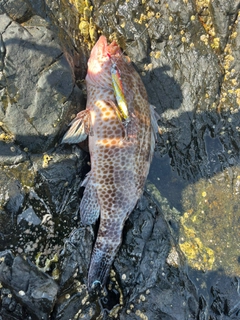 オオモンハタの釣果