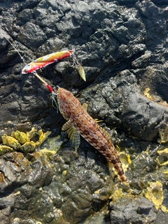 アカエソの釣果