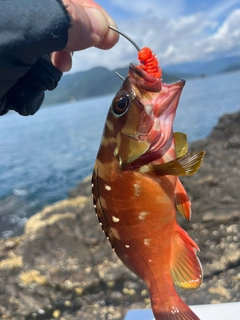 アカハタの釣果