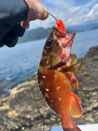 アカハタの釣果