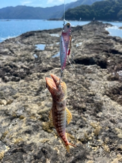 アカエソの釣果