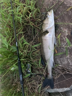 コチの釣果