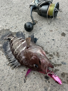 マハタの釣果