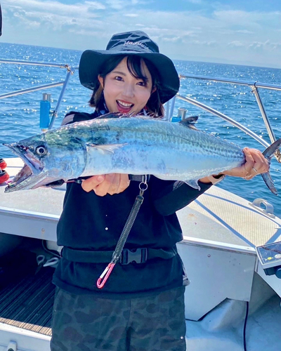 サワラの釣果