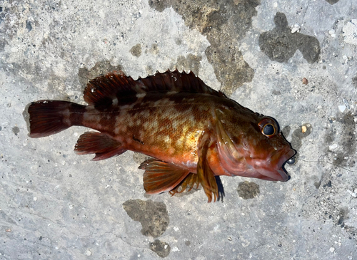 カサゴの釣果