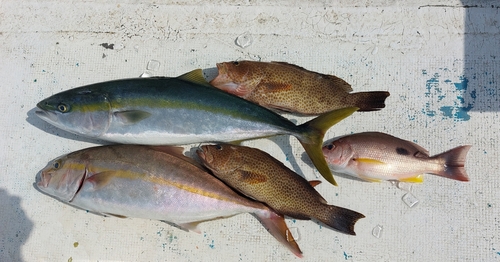 ハマチの釣果