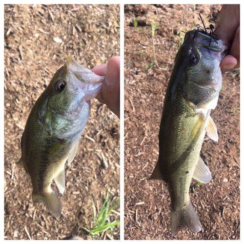 ブラックバスの釣果