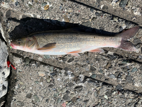 ウグイの釣果