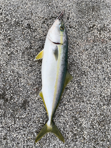 イナダの釣果