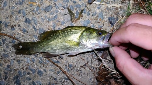 ブラックバスの釣果