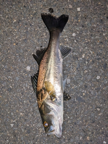 セイゴ（マルスズキ）の釣果