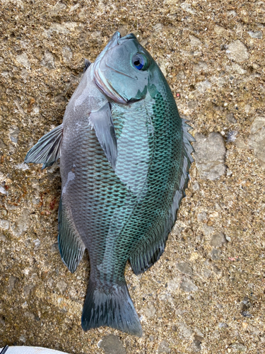 クロの釣果