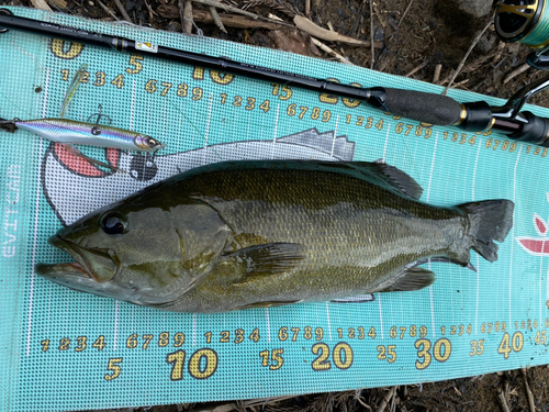 スモールマウスバスの釣果