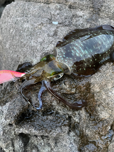 アオリイカの釣果