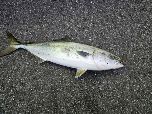 イナダの釣果