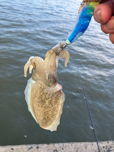 コウイカの釣果