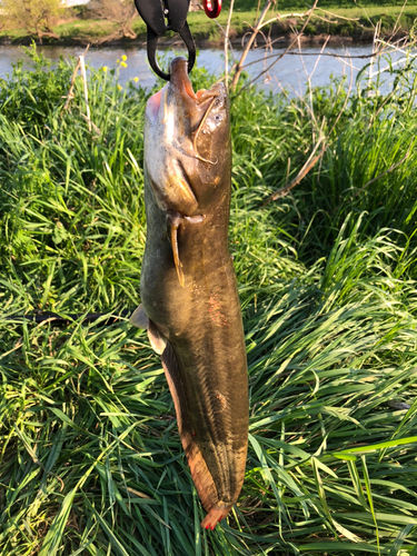 ニホンナマズの釣果