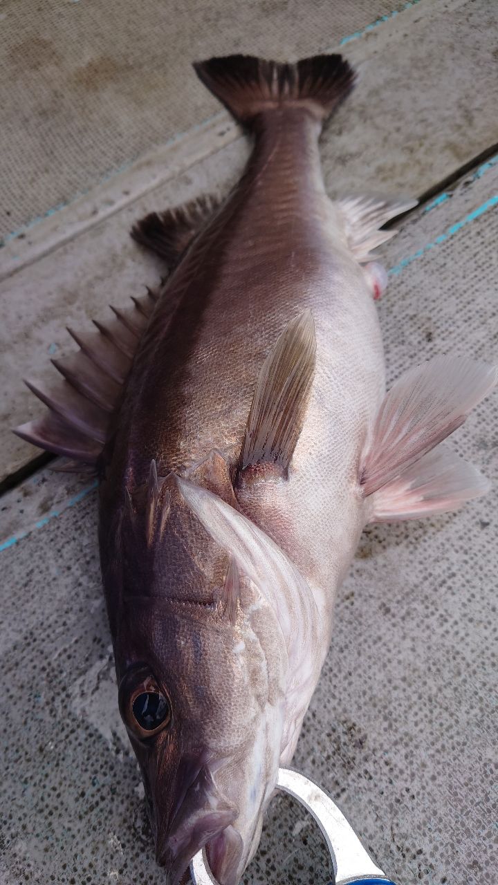 ケンたん☆さんの釣果 2枚目の画像