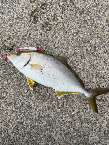 ショゴの釣果