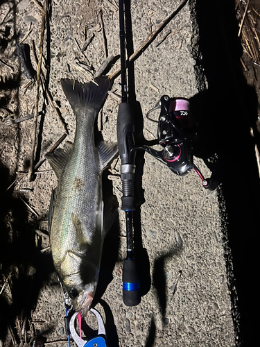 セイゴ（マルスズキ）の釣果