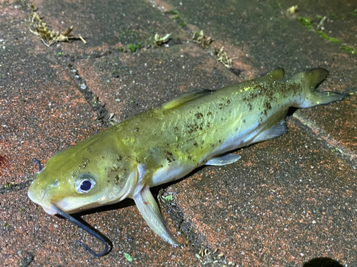 アメリカナマズの釣果