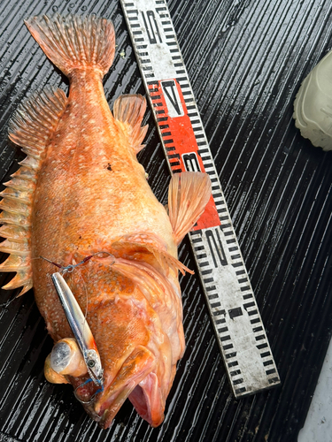 ウッカリカサゴの釣果