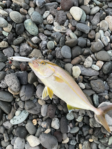 カンパチの釣果