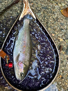 ニジマスの釣果