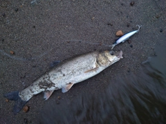 ウグイの釣果