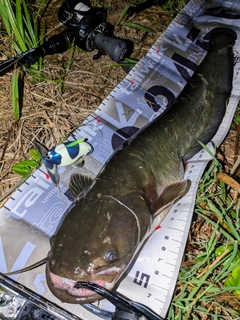 ナマズの釣果