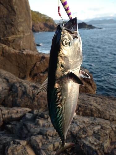 スマガツオの釣果