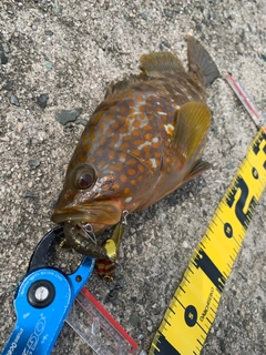 キジハタの釣果