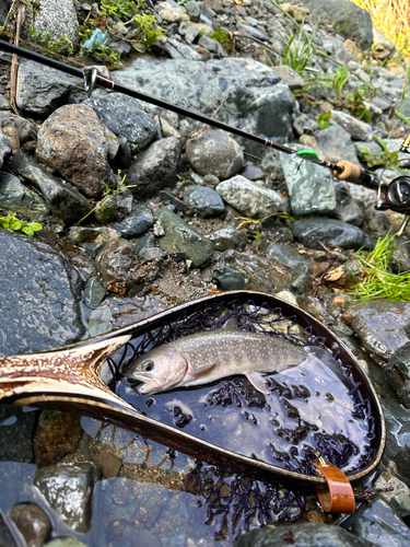 イワナの釣果