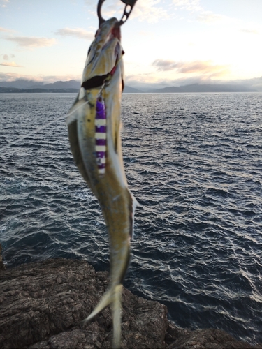 シイラの釣果