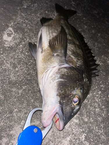 クロダイの釣果