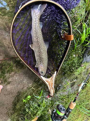 イワナの釣果