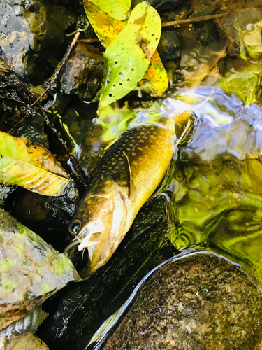 イワナの釣果