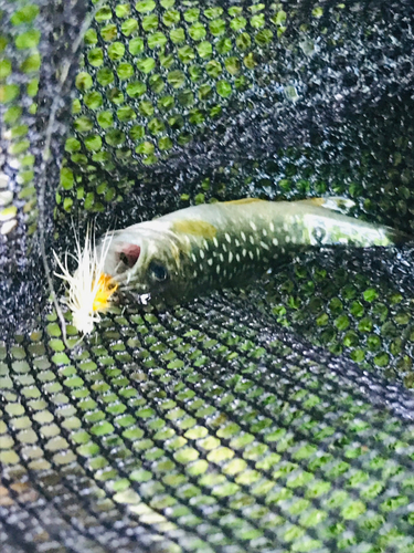 イワナの釣果