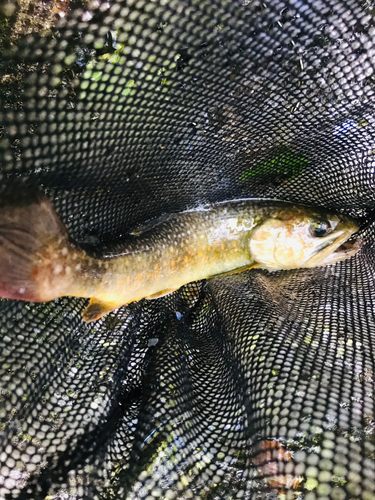 イワナの釣果