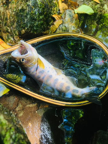 ヤマメの釣果