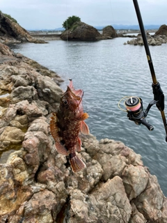 カサゴの釣果