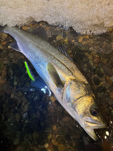 スズキの釣果