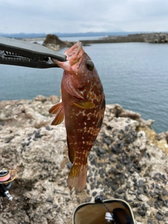 キジハタの釣果